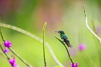 Green thorntail hummingbird (Discosura conversii) female visiting Porterweed (Stachytarpheta sp.) Talamancan montane forest, Brauilo Carrillo National Park, Costa Rica.