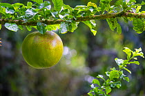 Canon ball tree  fruit (Couroupita guianensis) Costa Rica.