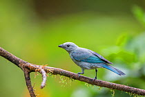 Blue grey tanager (Thraupis episopus) La Selva Field Station, Costa Rica.