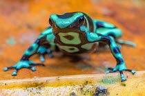 Green and black poison dart frog (Dendrobates auratus), La Selva Field Station, Costa Rica.