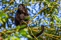 Mantled howler monkey (Alouatta palliata) in tree,  La Selva, Costa Rica.