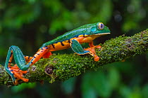 Splendid leaf frog (Cruziohyla calcarifer) La Selva Field Station, Costa Rica.