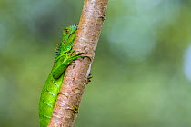 Green iguana (Iguana iguana) juvenile, Costa Rica.