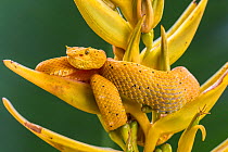 Eyelash viper (Bothriechis schlegelii) waiting on  Heliconia flower (Heliconia lankasteri) for hummingbird, golden colour morph, Costa Rica.