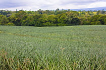 Pineapple (Ananas comosus) field, Costa Rica.