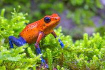 Strawberry poison dart frog  (Oophaga pumilio) La Selva Field Station, Costa Rica.