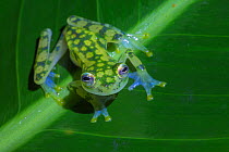 Reticulated glass frog (Hyalinobatrachium valerioi) La Selva Field Station, Costa Rica.