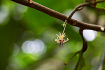 Cacao / Chocolate (Theobroma cacao) plant with flowers, Costa Rica.