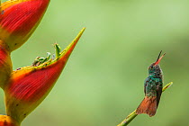 Rufous-tailed hummingbird (Amazilia tzacatl) territorially guarding Heliconia flower (Heliconia wagneriana) La Selva, Costa Rica.