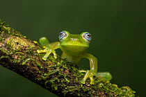 Nicaragua Giant Glass Frog  (Espadarana prosoblepon aka Centrolene prosoblepon) La Selva Field Station, Costa Rica.