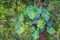 Jungle vine (Monstera sp) Braulio Carrillo National Park, Talamancan montane forest, Costa Rica.
