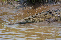 American crocodile (Crocodylus acutus) Tarcoles River, Costa Rica.