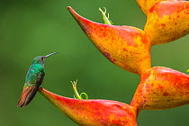 Territorial Rufous-tailed hummingbird (Amazilia tzacatl) guarding Heliconia in bloom (Heliconia champneiana) La Selva Station, Costa Rica.