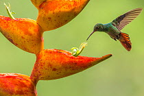 Rufous-tailed hummingbird (Amazilia tzacatl) feeding from Heliconia flower (Heliconia champneiana) La Selva Field Station, Costa Rica.