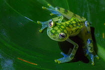 Reticulated glass frog (Hyalinobatrachium valerioi) La Selva Field Station, Costa Rica.