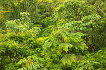 Lowland rainforest, La Selva Field Station, Costa Rica.