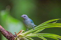 Blue grey tanager (Thraupis episopus) La Selva Field Station, Costa Rica.