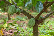 Cacao / Chocolate (Theobroma cacao) plant with ripening seed pods, Costa Rica.