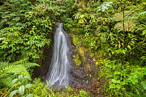 Waterfall  in Talamancan montane forest, Braulio Carrillo National Park, Costa Rica.