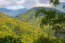 Landscape in Talamancan montane forest, Braulio Carrillo National Park, Costa Rica.