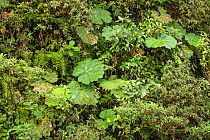 Understory in Talamancan montane forest, Braulio Carrillo National Park, Costa Rica.