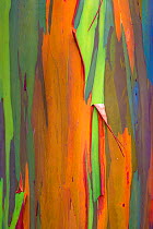 Rainbow eucalyptus (Eucalyptus deglupta) bark, Costa Rica. Small repro only.