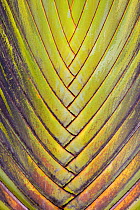 Travellers palm (Ravenala madagascariensis) close up of leaf intersections, Costa Rica.