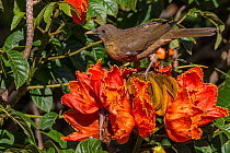 Clay-colored robin (Turdus grayi), drinking from flower ofAfrican tulip tree (Spathodea campanulata) Costa Rica. This tree is an invasive species.