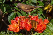 Clay-colored robin (Turdus grayi), drinking from flower of African tulip tree (Spathodea campanulata) Costa Rica. This tree is an invasive species.
