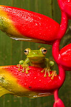 Canal Zone tree frog  (Hypsiboas rufitelus) resting on heliconia, La Selva, Costa Rica.