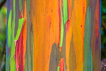 Rainbow eucalyptus (Eucalyptus deglupta) bark, Costa Rica.