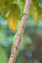 Green iguana (Iguana iguana) juvenile obscured by tree trunk, Costa Rica.