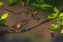 House Wren (Troglodytes aedon) with insect prey to feed young,  New York, USA.