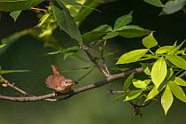 House Wren (Troglodytes aedon) with cockroach prey to feed young, New York, USA.