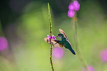 Violet headed hummingbird (Klais guimeti) male visiting Porterweed (Stachytarpheta sp.) Braulio Carrillo National Park, Costa Rica.