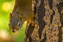 American red squirrel (Tamiasciurus hudsonicus) on Douglas Fir (Pseudotsuga menziesii) Montana, USA. October.