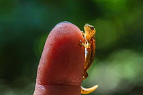 Costa Rican least gecko (Sphaerodactylus graptolaemus), Costa rica. One of the smallest vertebrates on earth.