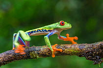 Red eyed tree frog (Agalychnis callidryas) La Selva Field Station, Costa Rica.