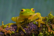 Fleischmann's glass frog (Hyalinobatrachium fleischmanni) La Selva Field Station, Costa Rica.