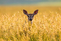 Mule deer (Odocoileus hemionus) in long grass, Madison Mountains, Montana, USA. September.