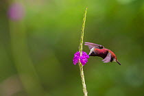 Snowcap hummingbird (Microchera albocoronata)  visiting Porterweed (Stachytarpheta sp), Braulio Carrillo National Park,  Talamancan montane forest, Costa Rica. Endemic species.
