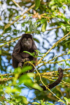 Mantled howler monkey (Alouatta palliata), La Selva, Costa Rica.