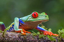 Red eyed tree frog (Agalychnis callidryas) La Selva Field Station, Costa Rica.