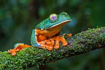 Splendid leaf frog (Cruziohyla calcarifer) La Selva Field Station, Costa Rica.
