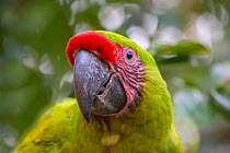 Great green macaw (Ara ambiguus) portrait, La Selva Field Station, Costa Rica.