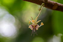 Cacao / Chocolate (Theobroma cacao) plant with flowers, Costa Rica.