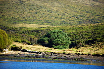 'World's Loneliest Tree' a Sitka spruce (Picea sitchensis) which is over 200km from nearest tree (Auckland Islands) Campbell Island New Zealand Sub-Antarctic Islands UNESCO World Heritage Site, March...