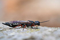 Wood wasp (Xiphydria camelus) Bavaria, Germany, May.