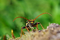 Long-Horned beetle (Plagionotus arcuatus) male, Upper Bavaria, Germany, May.