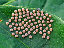 Ermine moth (Yponomeuta cagnagella) eggs, Oberbayern, Germany. June.